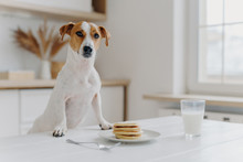 Jack Russell Terrier Keeps Both Paws On Table With Pancakes, Glass Of Milk, Poses Against Kitchen Background. Delicious Food. Pedigree Dog In Modern Apartment