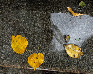 Canvas Print - Wet leaves on stairway.