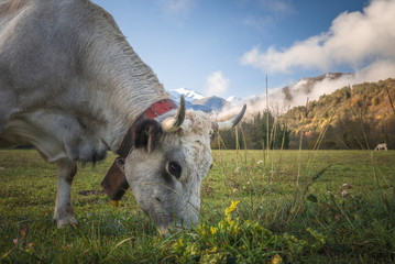 Wall Mural - close-up cow grazing in field with mountain background