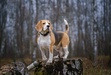 Funny Dog Breed Beagle For A Walk In The Autumn Park In A Thick Fog. Portrait Of A Beagle On A Landscape Background