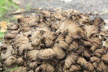 Grifola Frondosa, Known As Maitake, Hen-of-the-woods, Ram's Head And Sheep's Head, Widl Edible Fungus With Medicinal Properties