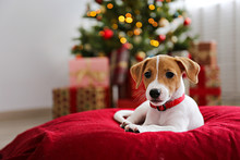 Adorable Little Puppy Of Jack Russell Terrier As Holiday Present.