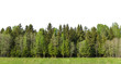 Summer green forest on the horizon with grass is isolated. The edge of a forest with deciduous and coniferous trees, natural background.