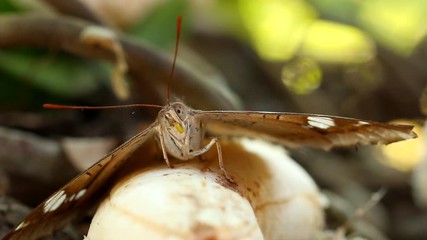 Sticker - Butterfly eating banana, outdoor Chiangmai Thailand