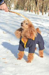 Wall Mural - poodle for a walk in the winter park