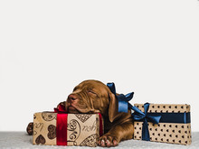 Young, Charming Puppy And A Festive Box