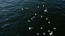  River Gulls On The Water Surface Of The City Canal