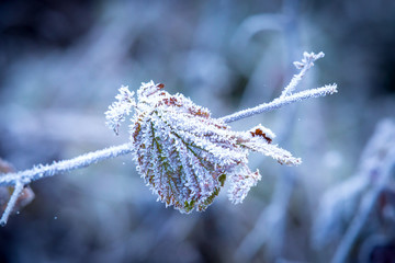 Wall Mural - frosted twig in hoarfrost