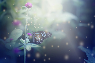 Wall Mural - Close up butterfly on flowers and soft blurred abstract nature background.