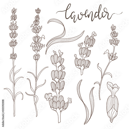Dekoracja na wymiar  linia-sztuki-z-kwiatow-i-lisci-lawendy-botaniczne-rysunki-lawendy-na-bialym-tle