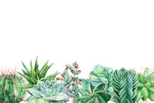 Watercolor Succulents On Isolated White Background