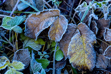 Wall Mural - frozen autumn leafage