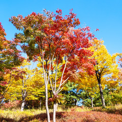 Wall Mural - red maple trees in park on sunny autumn day