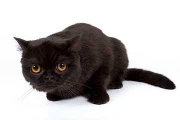 British black cat isolated on a white background, studio photo