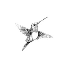 Humming Bird Free Stock Photo - Public Domain Pictures
