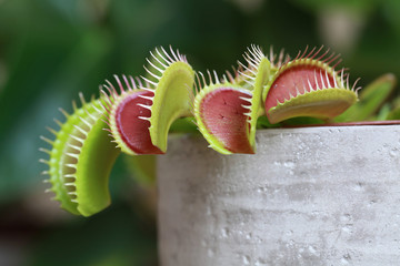 Plante carnivore Dionaea muscipula