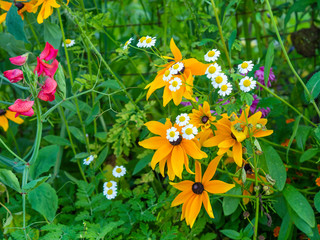 Poster - Cutleaf coneflowers (Rudbeckia laciniata) and Mini marguerites (Leucanthemum paludosum) blooming in a garden in August, closeup with selective focus