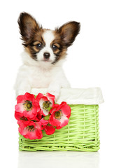 Wall Mural - Continental toy spaniel puppy in basket