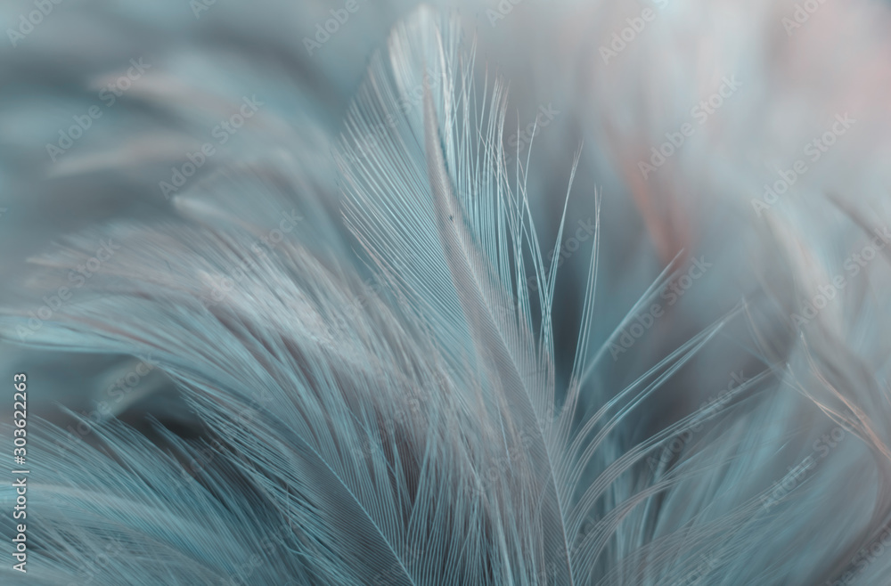 Blur Bird chickens feather texture for background, Fantasy, Abstract, soft color of art design. - obrazy, fototapety, plakaty 