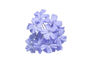 Wall Mural -  Plumbago, Cape leadwort, purple flower isolated on white background. (with clipping path)