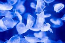 Beautiful Shot Of Blue Jellyfish Underwater With A Blurred Background