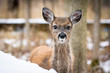 Young, fuzzy whitetail fawn in snow, cute