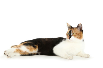 Wall Mural - Beautiful cat isolated on white background