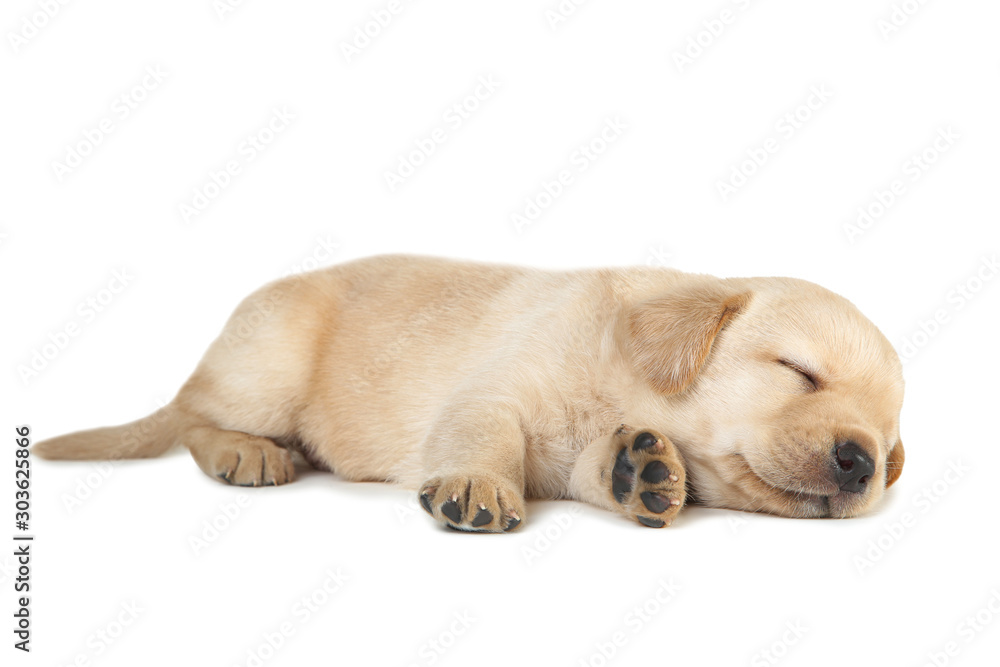 Labrador puppy isolated on white background - obrazy, fototapety, plakaty 
