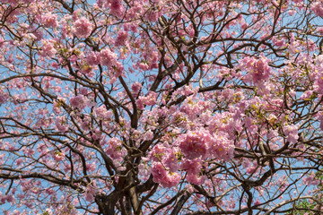 Wall Mural - Pink trumpet flower has rigid branches. Tabebuia rosea