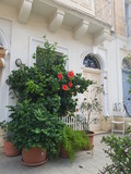 Fototapeta Uliczki - house with flowers