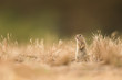 Cute ground squirrel in the natural environment, wildlife, natural habitat, Europe, Spermophilus citellus, close up