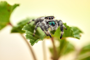 Phidippus regius