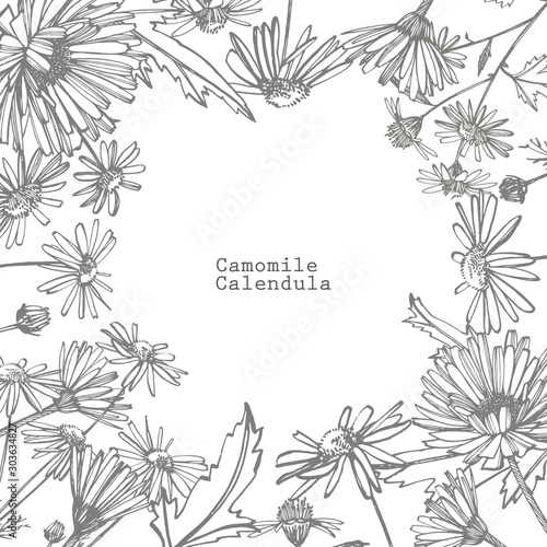 Chamomile. Collection of hand drawn flowers and plants. Botany. Set. Vintage ...