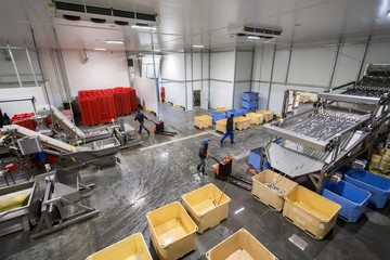 fish conveyor, in the fish processing workshop