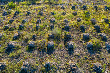 Wall Mural - Stone wall on the Baltic sea in the summer. Pakri coast, island in Estonia, Europe.