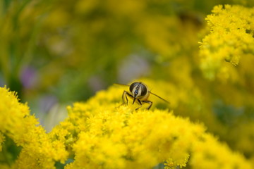 Hoverfly on yellow shrub