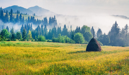 Wall Mural - Haymaking in a Carpathian village with carpet of yellow flowers. Foggy summer scene of misty mountains. Colorful norning view of Borzhava ridge, Ukraine, Europe. Beauty of nature concept background.