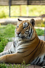 Tiger on the grass, close-up