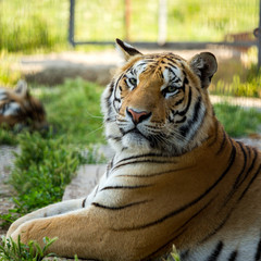 Tiger on the grass, close-up