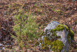 Fototapeta Sawanna - A large gray stone overgrown with moss