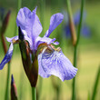 Blue flower of Iris sibirica blooming in the garden, green background 