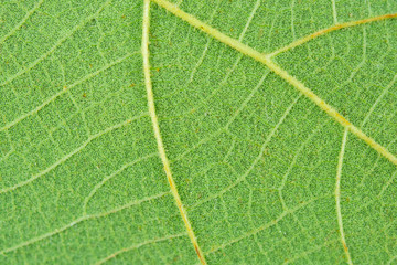 Wall Mural - Macro close-up green leaf texture background