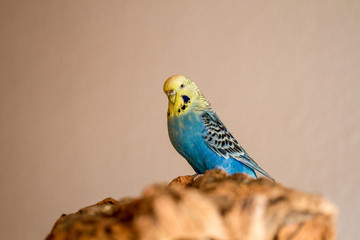 Canvas Print - Wellensittich (Melopsittacus undulatus) als Haustier