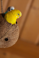 Poster - Wellensittich (Melopsittacus undulatus) als Haustier