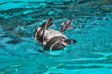 Wall Mural - Humboldt penguins swimming