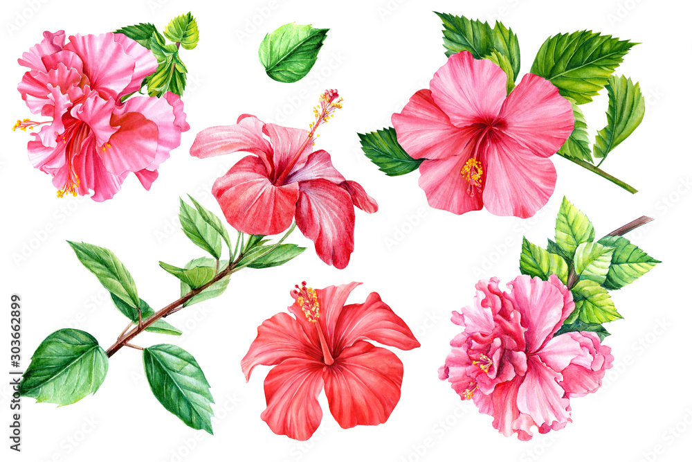 Set Tropical flower hibiscus on an isolated background, watercolor ...