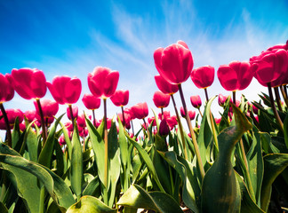 Wall Mural - Blooming red tulips flowers on the Netherlands farm. Amazing spring view oj flowers on the blue sky background at the sunny morning. Beauty of nature concept background..