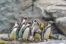 Humboldt Penguins At The Zoo