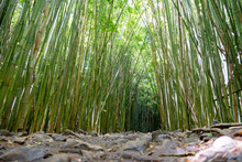 A Bamboo Forest On An Island