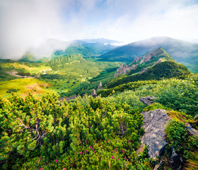 Wall Mural - Colorful summer scene of foggy Carpathian mountains. Chornogora ridge, Ukraine. Attractive morning view of rocky mountains. Beauty of nature concept background.
